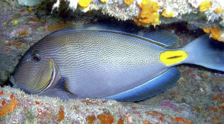 Acanthurus monroviae_0213.jpg